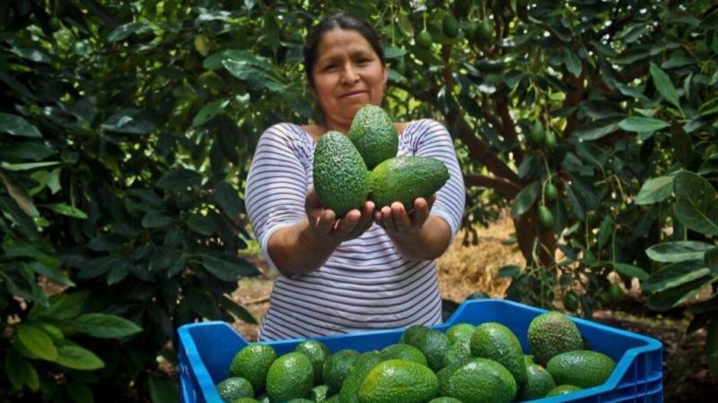 El 97% de la palta Hass que produce Perú, procede de pequeños agricultores con menos de 5 hectáreas