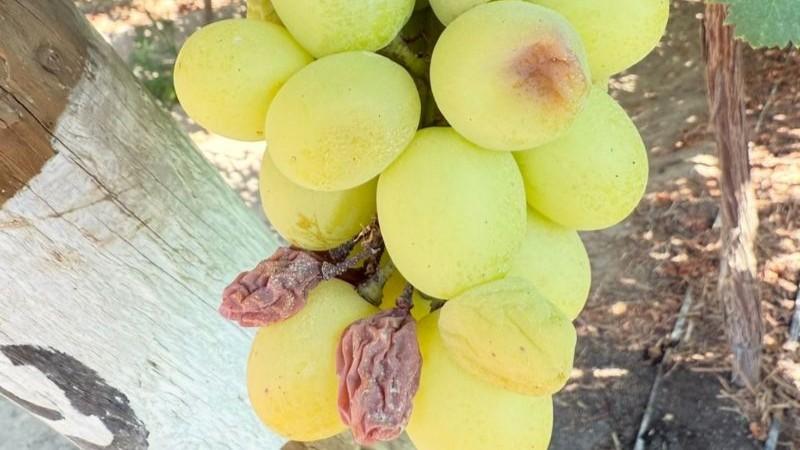 El boro, el nutriente olvidado que explica el problema del “palo negro” en la vid