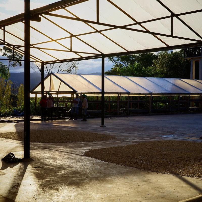 El camino ascendente de La Chacra D´Dago, una  finca cafetalera certificada para producción biodinámica