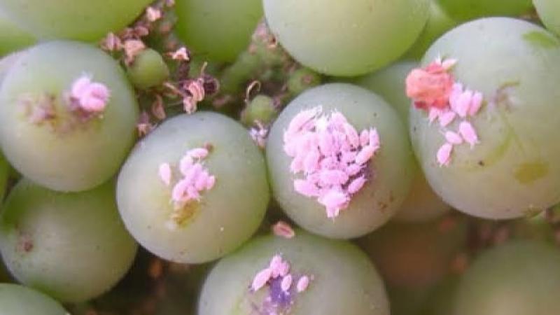 El chanchito rojo es una llamada de atención para la agroexportación peruana