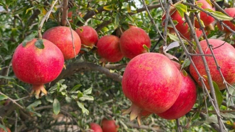 "El desafío es encontrar el equilibrio entre producción, calidad y rentabilidad en un mercado cada vez más exigente"