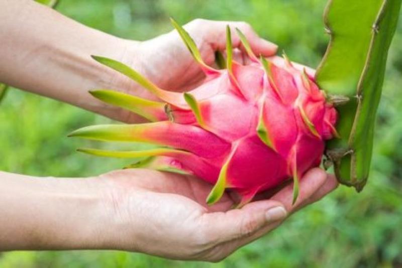 El emergente mercado de la importación de frutas exóticas tropicales en Europa