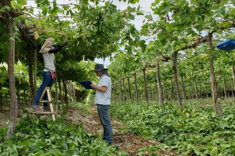 Empresas agroindustriales de Piura formalizan a 10.254 trabajadores