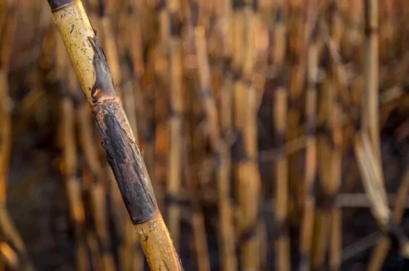 Empresas cañicultoras cuentan con planes de adecuación medioambiental donde se comprometen a dejar de quemar caña progresivamente