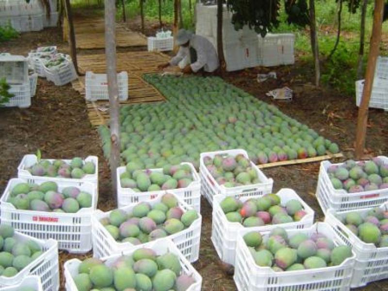 EN 10% CRECERÍAN LOS ENVÍOS DE MANGOS A EE.UU. CON  INGRESO DE FRUTA DE MAYOR CALIBRE