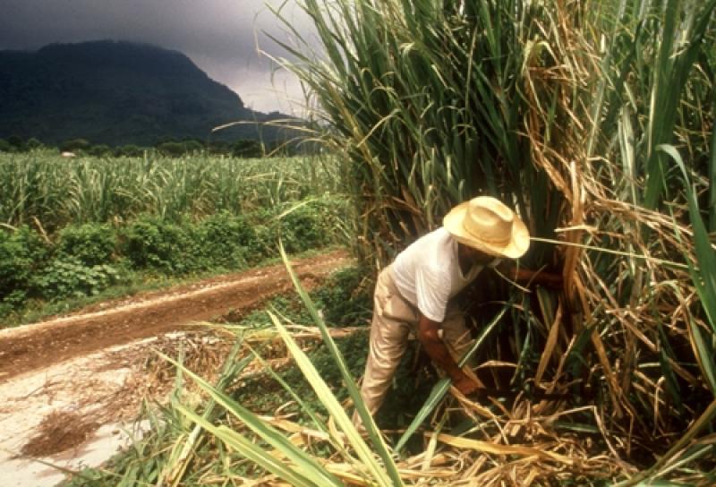 EN 2019 EL 35% DE LA CAÑA DE AZÚCAR DEL MUNDO SE USARÁ PARA PRODUCIR ETANOL