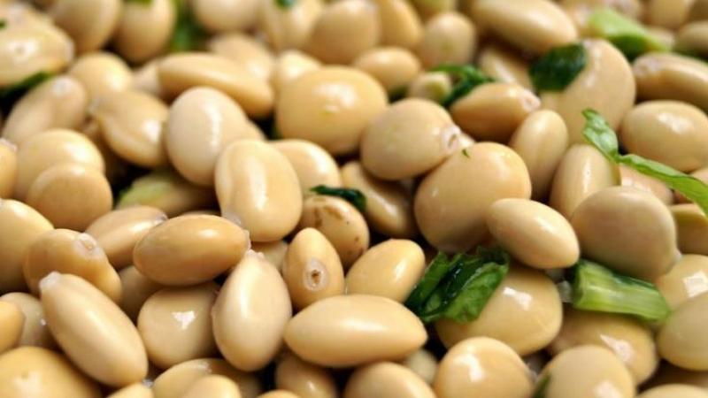 En 2024 se cosecharon 22.000 hectáreas de tarwi en Perú, que produjeron 13.000 toneladas