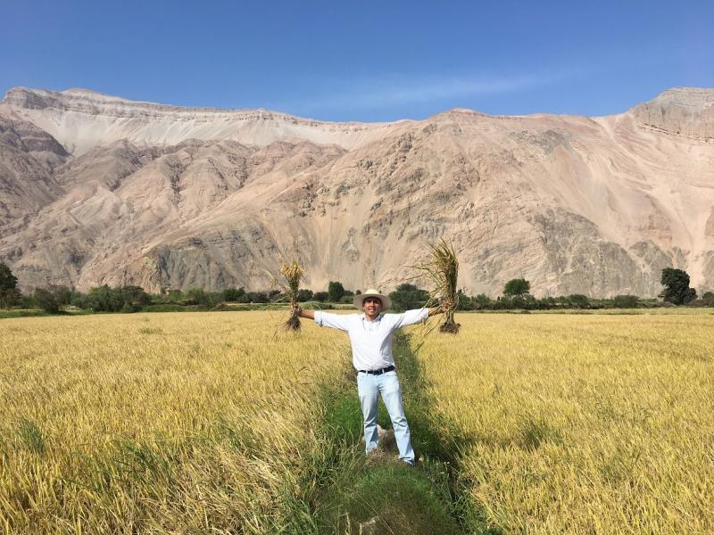 Ensayo en arroz: nutrición balanceada para alcanzar productividad y calidad