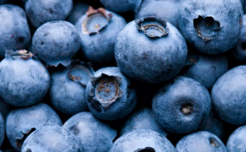 ENVIAR ARÁNDANOS A EE.UU.:EL RETO DEL TRATAMIENTO DE FRÍO