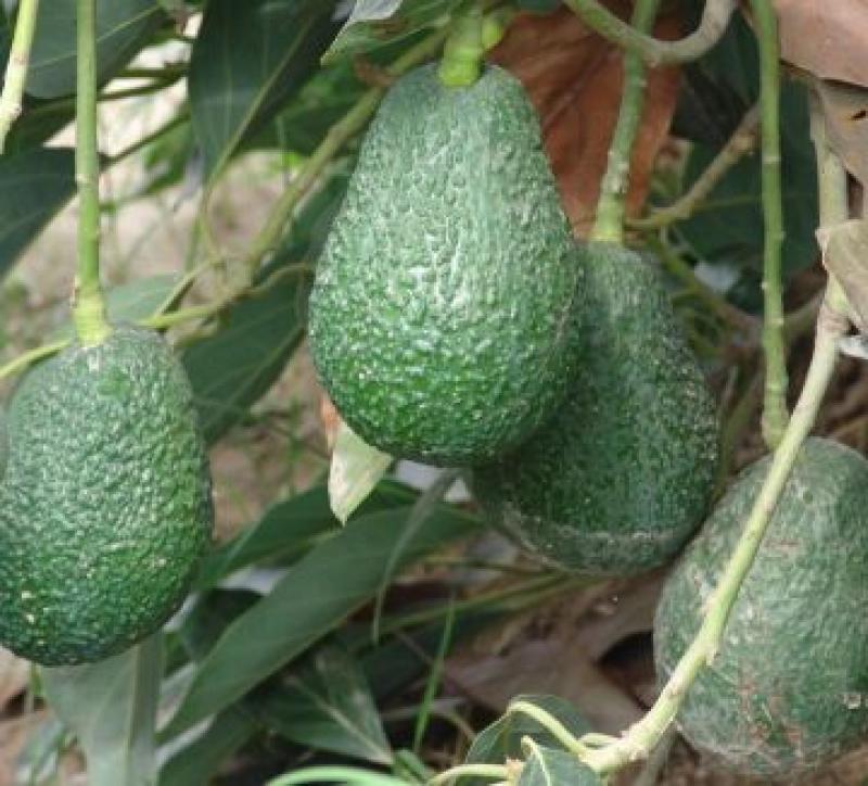 ENVÍOS DE PALTA DISMINUYERON 35% 
