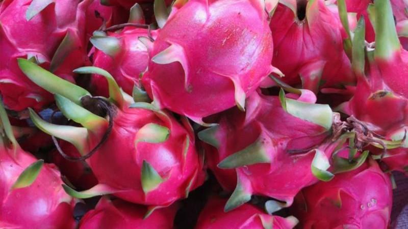 EpicFarms exportó 12 toneladas de cubos congelados de pitahaya orgánica en 2025