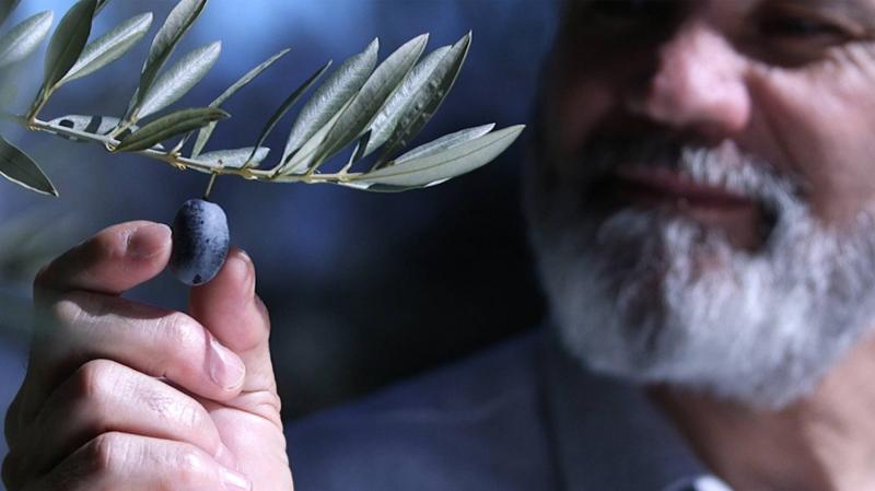 España: diseñan aceitunas de silicona para atrapar a ladrones de cosechas