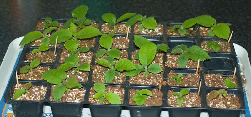 ESTABLECEN REQUISITOS FITOSANITARIOS PARA IMPORTACIÓN DE PLANTAS DE KIWI