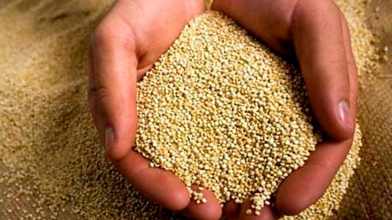 Estados Unidos concentró el 45% de las exportaciones de quinua de Perú entre enero y mayo de 2025