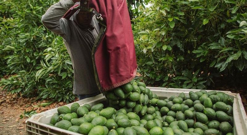 Estados Unidos: producción de palta de California alcanzaría los 375 millones de libras en la temporada 2025