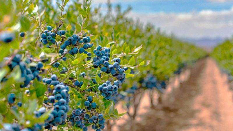 Evolución de las áreas certificadas y variedades de arándano en el Perú durante las últimas temporadas