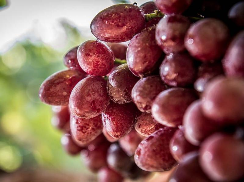 Exportación de agro y pesca a Singapur, Tailandia e Indonesia sumó US$ 72.4 millones durante enero-noviembre de 2018