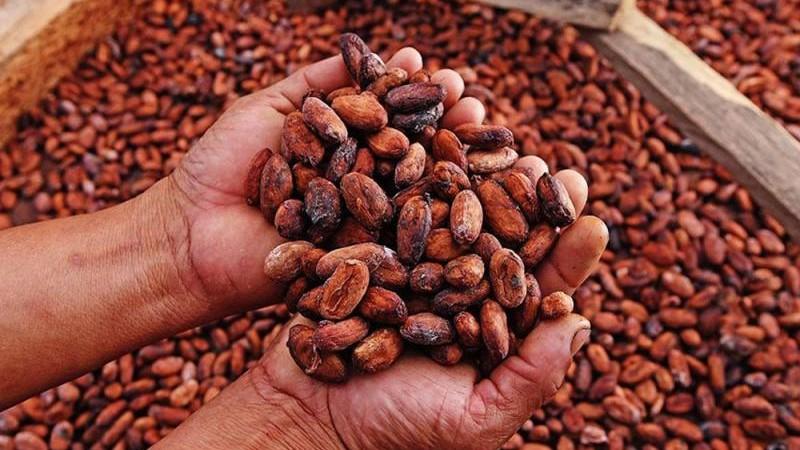 Exportación de cacao se muestra auspiciosa en el 2025