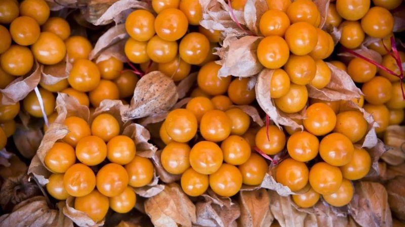 Exportación peruana de aguaymanto creció 35.4% en volumen el año pasado