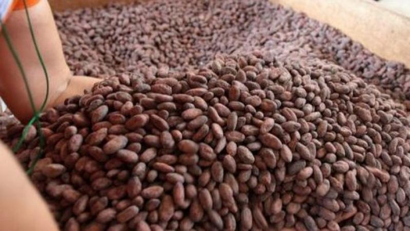 Exportación peruana de cacao en grano a la Unión Europea crece y alcanza los US$ 63 millones en el primer bimestre de 2025