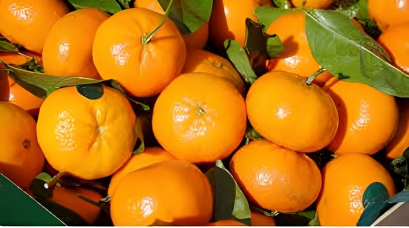 Exportación peruana de mandarina disminuyó 17% en volumen y 21% en valor en 2022