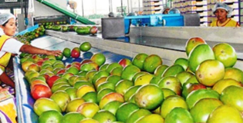 EXPORTACIÓN PERUANA DE MANGO SUPERÓ A LA DE BRASIL EL 2015