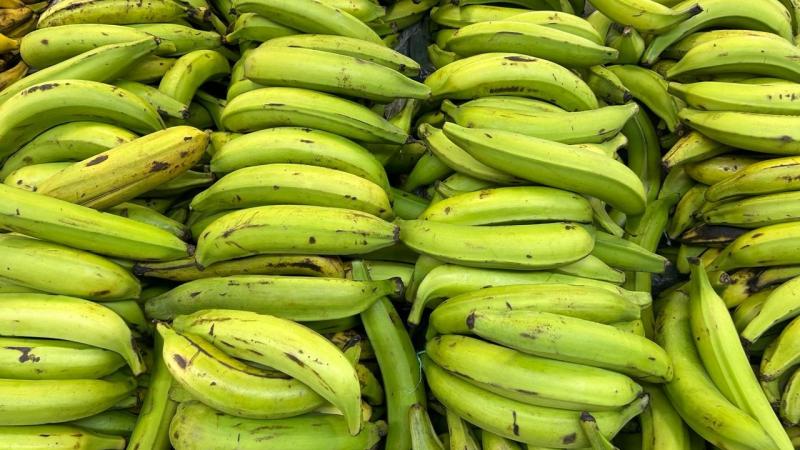 Exportación peruana de plátanos supera los US$ 51 millones hasta abril