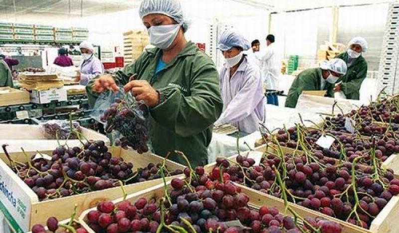 EXPORTACIONES AGRARIAS DISMINUYEN 2.5% 