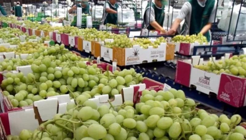 Exportaciones chilenas de uva enfrentan un duro golpe tras fallo en EE. UU.