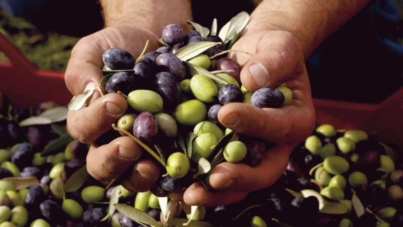 Exportaciones de aceituna de Perú caen -14.51% en volumen en enero de 2024