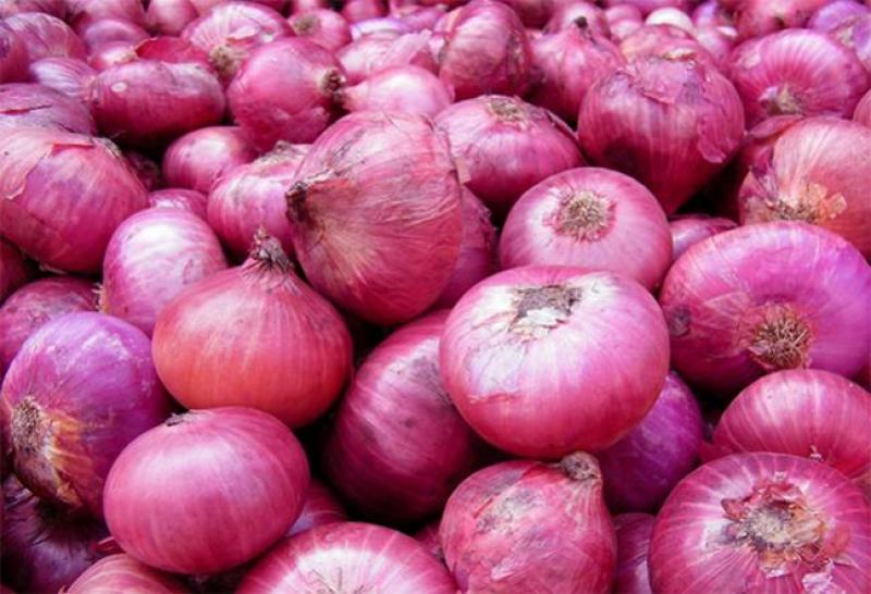 Exportaciones de cebollas alcanzaron los US$ 12.8 millones durante el primer bimestre de este año