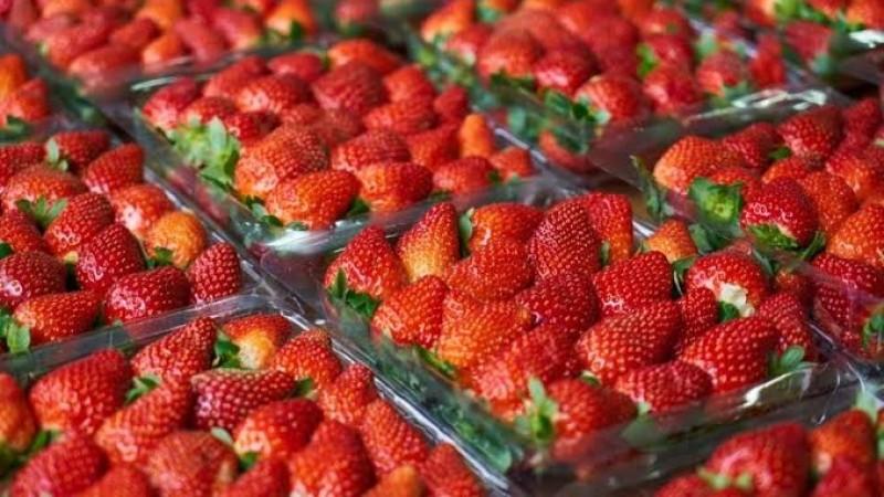 Exportaciones de fresa suman US$ 28,2 millones y Estados Unidos concentra la mitad de los envíos