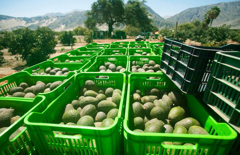 Exportaciones de frutas y hortalizas frescas crecieron 21% en los primeros nueve meses del año