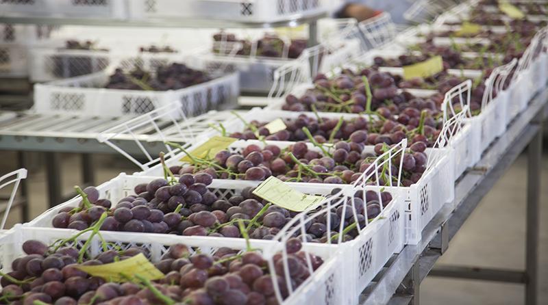 Exportaciones de uva de Perú a la semana 1 ya igualó a todo lo despachado en la campaña anterior