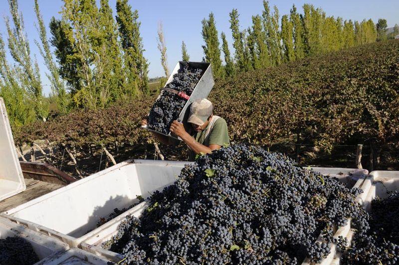 EXPORTACIONES DE UVA EN LA PRESENTE CAMPAÑA SUMARÍAN US$ 600 MILLONES