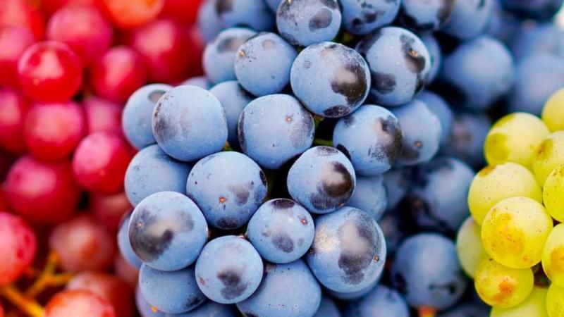Exportaciones de uvas de mesa del hemisferio sur crecieron 11% en volumen en la campaña 2024/2025 respecto a la campaña anterior