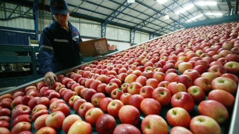 Exportaciones globales de manzanas frescas alcanzaron las 7.5 millones de toneladas en 2024, registrando un incremento de +0.2%, frente al 2023