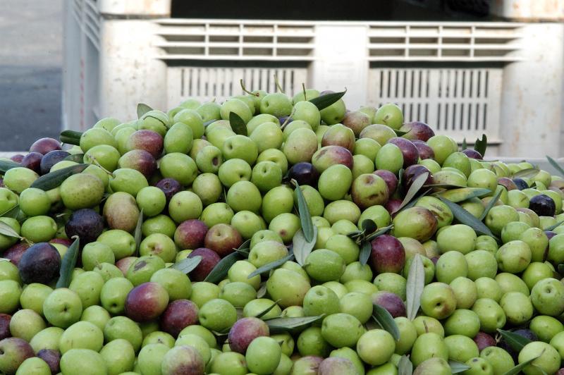 Exportaciones peruanas de aceituna alcanzarían los US$ 47 millones el 2018