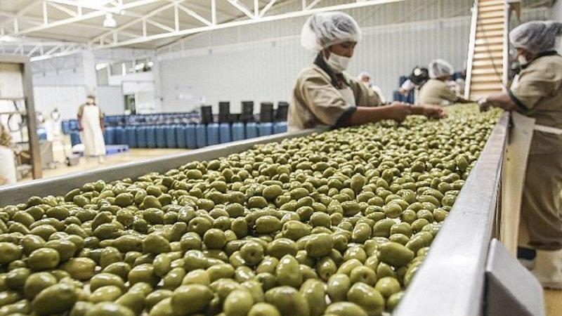 Exportaciones peruanas de aceituna cayeron -18.4% en volumen y -15.5% en valor en febrero de 2025