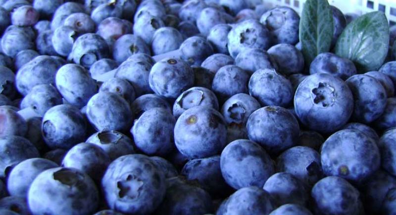 Exportaciones peruanas de arándanos a Singapur crecen 636% en valor y 887% en volumen entre las semanas 18 y 23 de la campaña 2025/2026