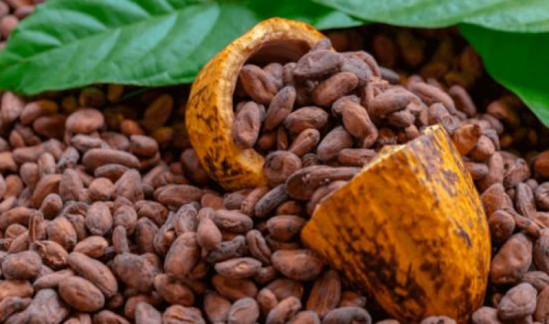 Exportaciones peruanas de cacao a Europa sumaron US$ 158 millones entre enero y mayo de 2025