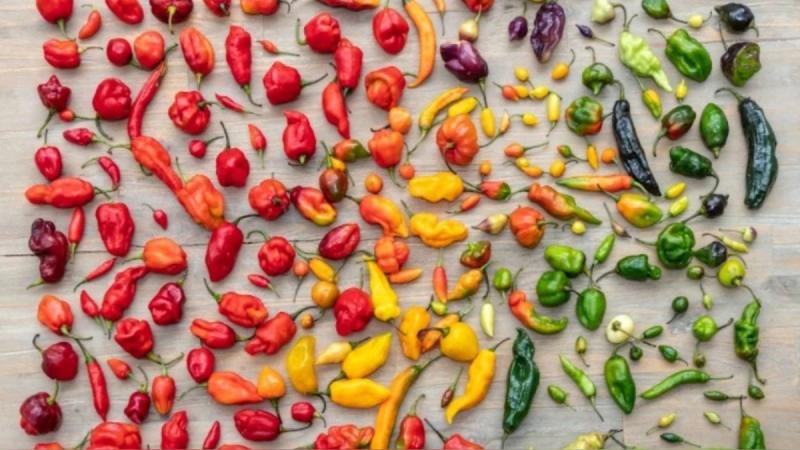Exportaciones peruanas de capsicum podrían crecer hasta 10% en 2025