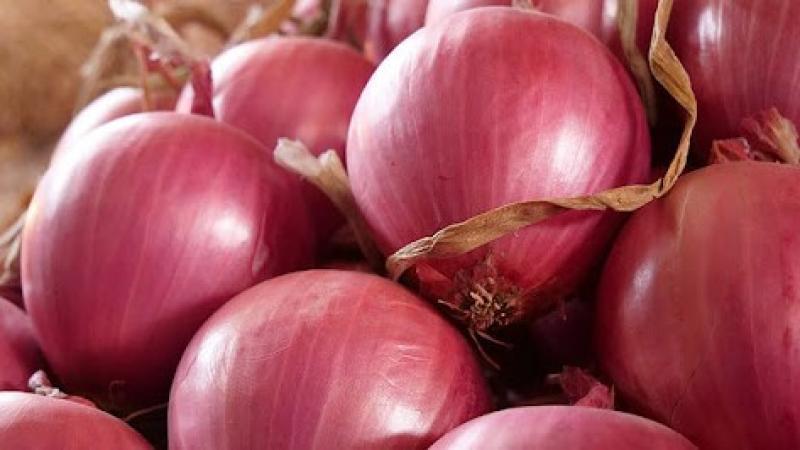 Exportaciones peruanas de cebolla fresca crecen +40% en volumen y +11% en valor en marzo de 2025, a pesar de importante caída en el precio