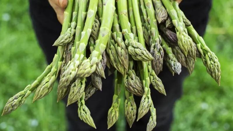 Exportaciones peruanas de espárrago fresco crecieron 10% en 2025