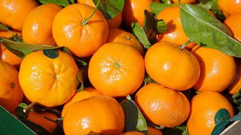 Exportaciones peruanas de mandarina fresca alcanzaron los US$ 32.1 millones en mayo de 2025