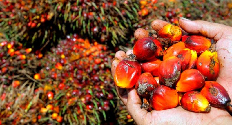 Exportaciones peruanas de palma alcanzaron las 65.940 toneladas por US$ 80 millones entre enero y mayo de 2025