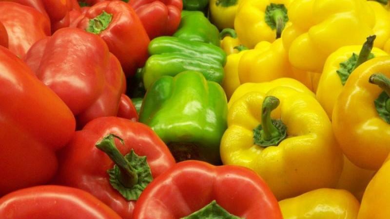 Exportaciones peruanas de pimiento morrón crecieron 57% en volumen y 55% en valor en el primer trimestre de 2025