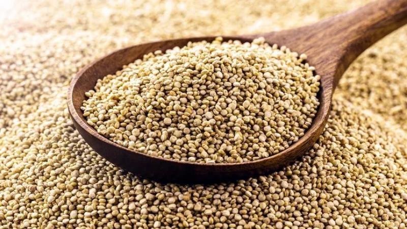 Exportaciones peruanas de quinua crecieron 13.37% en valor y 1.51% en volumen