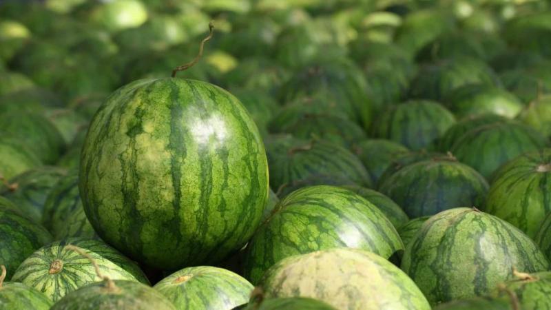 FAO: producción mundial de sandía alcanzó las 104.932.071 toneladas en 2023, convirtiéndose en el año récord