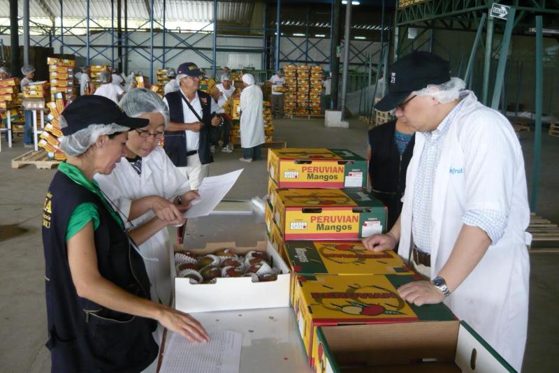 Febrero abre una ventana de oportunidad para la recuperación de los mangos peruanos